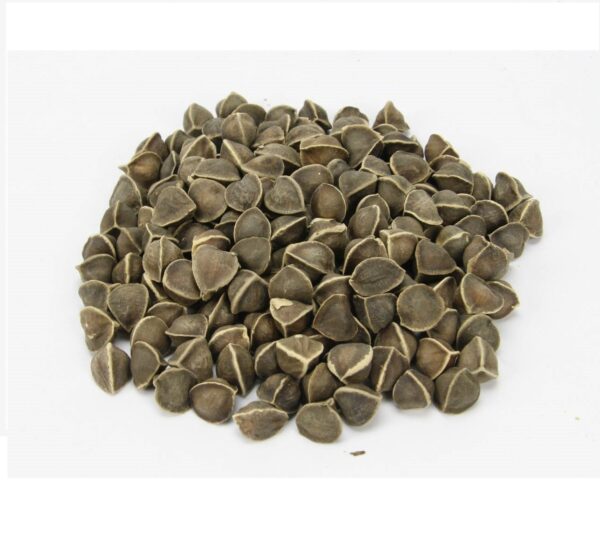 Moringa Wingless Seeds